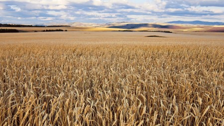 Пшеничное поле в России
