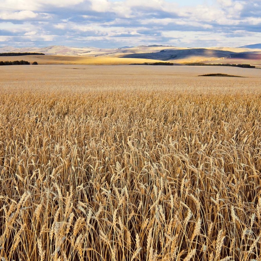 Отрасли растениеводства | Растениеводство