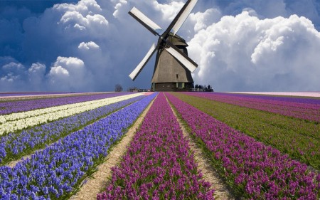 Цветочное поле в Голландии