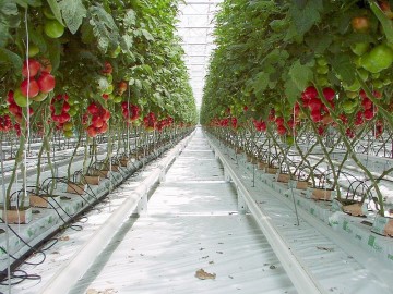 Голландская технология выращивания помидоров – сбор урожая