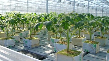 Выращивание рассады помидоров голландским методом