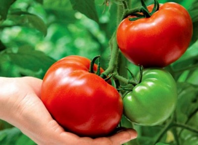 Выращивание помидор как бизнес