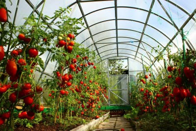 Выращивание помидоров в теплице как бизнес