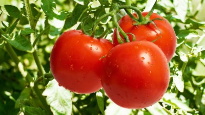 Рентабельность выращивания помидор