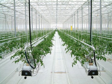 Выращивание томатов в теплице голландским методом