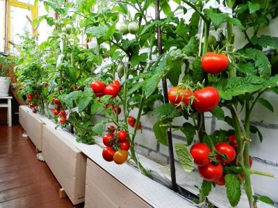 Выращивание помидоров в домашних условиях круглый год