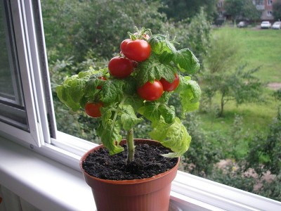 Помидоры на окне: емкости для выращивания